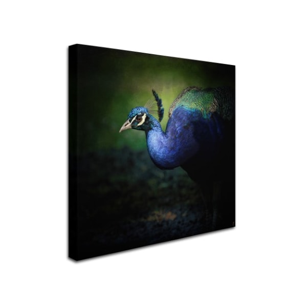 Jai Johnson 'Peacock 1' Canvas Art,14x14